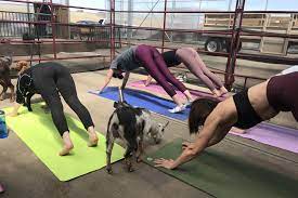 All of us at yoga public south studio plan to take all the appropriate steps to keep everyone safe within our studio and look forward to seeing you on the mat. Everything You Need To Know About Goat Yoga At Granary Road Avenue Calgary