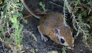 Maybe you would like to learn more about one of these? San Bernardino Kangaroo Rat