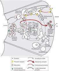 Image result for Prolactin