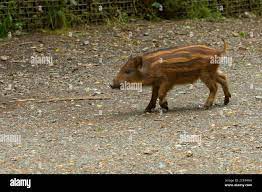 Brown and hairy wild boar with stripes walking on the ground Stock Photo -  Alamy
