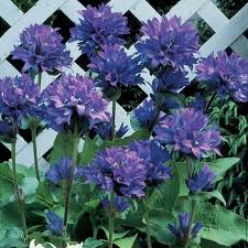 It's a lovely choice for moist, neutral to alkaline soils in full sun or partial shade. Campanula Glomerata Cottage Garden Plants Van Meuwen Summer Flowers Garden Shade Perennials Plants