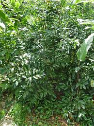 Image result for Artabotrys