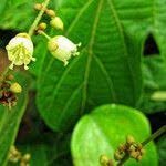 Image result for Manniophyton