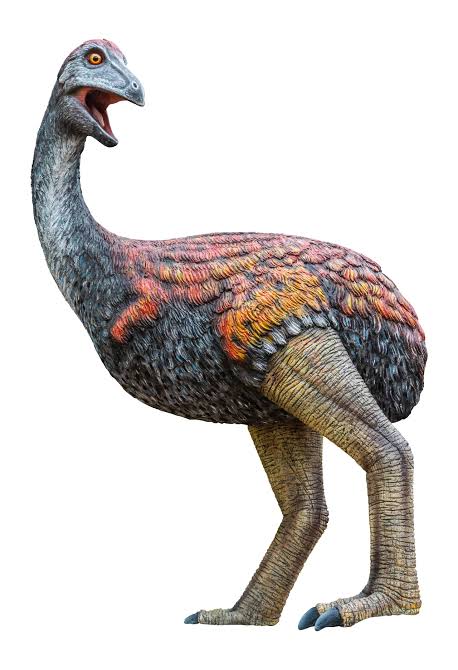 Elephant Bird Animal Facts - Aepyornithidae - A-Z Animals