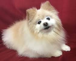 Kansas city pet project was formed to help create a no kill community in the kansas city metro by providing innovative sheltering and animal control services. Kansas City Mo Pomeranian Meet Jake A Pet For Adoption