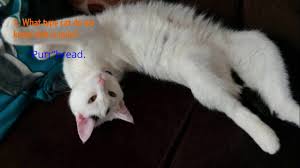 Cat puns continued wanna hear a bad cat joke? 10 Cat Jokes And Puns To Share With Friends Part 3 Last Part Maybe Youtube