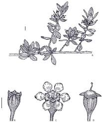 Image result for Pemphis