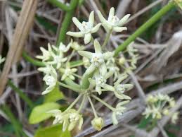 Image result for Cynanchum mossambicense