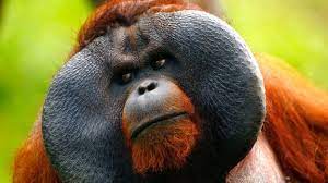 They therefore share many physical the largest remaining species of orangutans is the bornean species (pongo pygmaeus). Bbc Earth Veggie Orangutans Turn Carnivore
