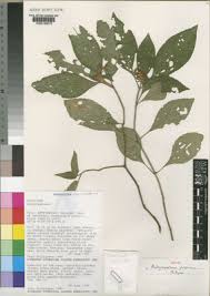 Image result for Achyrospermum laterale