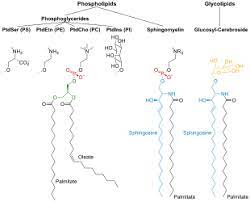 Maybe you would like to learn more about one of these? Cell Membrane Wikipedia