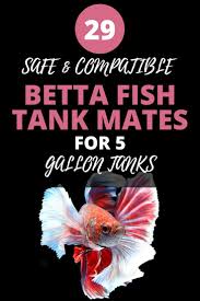 50 Betta Tank Mates What Fish Can Live With Bettas Betta Tank Mates Betta Fish Tank Mates Betta Fish Care