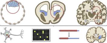 Use Of Human Stem Cells In Huntington Disease Modeling And Translational Research Sciencedirect