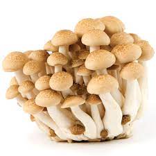 Brown Shimeji Mushroom (1 Packet) — HORECA Suppliers | Supplybunny