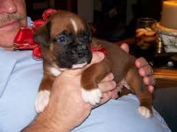 They have a playful personality & are an ideal family pet. Boxer Puppies For Sale
