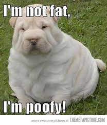 This page is about cute fat dogs memes,contains 101 best funny dog memes to make you laugh all day,43 pug jokes for all dog lovers (the best pug puns),pin on funny. Pin On Funny Cute Just Plain Weird