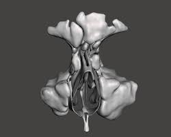 The nasal cavity is an initial part of the respiratory tract and it also lodges the olfactory receptors providing the sense smell. Paranasal Sinuses Skull And Face Embodi3d Com