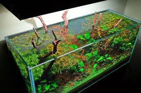 Aquarium Design Group Vissen