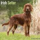 Irish Setter Dog Breed Information, Pictures ...