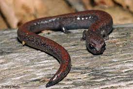 Salamander Animals Lizard