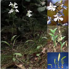Image result for Habenaria clavata