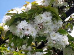 The flower color of dogwoods range from white to pink and red, but they all have four to six petals with a tiny notch at the tip of each one and yellow tuft. Cherry Cultivars Vancouver Cherry Blossom Festival Vancouver Cherry Blossom Festival