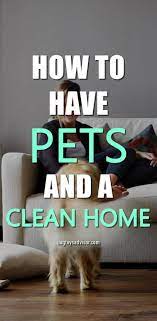 7 Tips To Keep Your House Clean With Pets