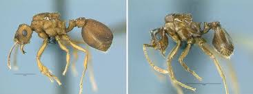 Image result for Antrocaryon