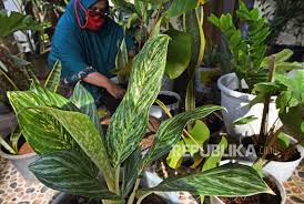 Bunga merupakan suatu keindahan yang mana ada beberapa tanaman yang menmbuat bunganya menjadi banyak orang sukai, seperti bunga edelwis. Penjualan Tanaman Hias Raup Omzet Jutaan Per Hari Republika Online