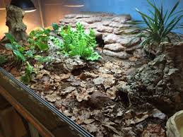 Gorgeous Bioactive Setup For A Lucky Blue Tongue Skink By Viktor Feltenberg Blue Tongue Skink Bioactive Vivarium Snake Terrarium