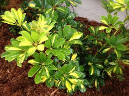 Image result for Schefflera