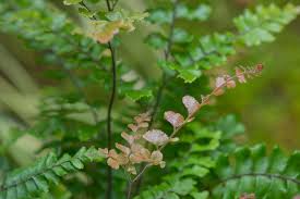 Image result for Adiantum hispidulum