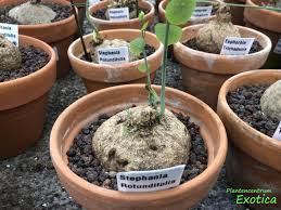 Image result for Cyphia erecta