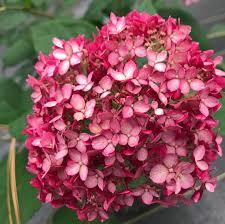 Olde savannah gardens is a full garden center and landscapers' depot as well as a great resource for the everyday homeowner. My Little Camellia World