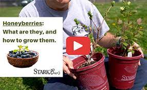 An excellent, detailed guide on pruning grapevines is available from washington state university here: The Growing Guide Stark Bro S