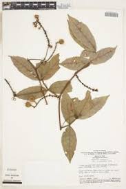 Image result for Paullinia pinnata