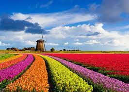 6 Stunning Destinations To See Spring In Full Bloom Windmill Landscape Flower Landscape Landscape