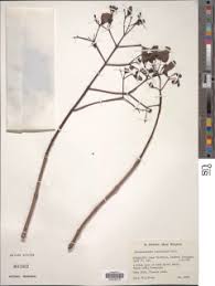 Image result for Stereospermum kunthianum