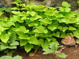 Image result for Ipomoea batatas