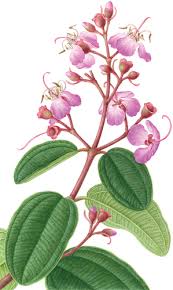 Image result for Dichaetanthera