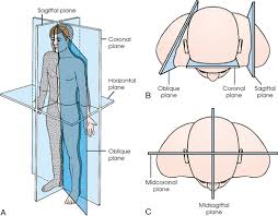 General Anatomy And Radiographic Positioning Terminology Radiology Key