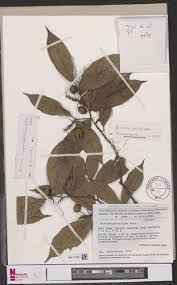 Image result for Rinorea angustifolia