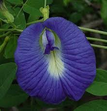 Image result for Clitoria