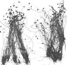 Image result for Lipocarpha hemisphaerica