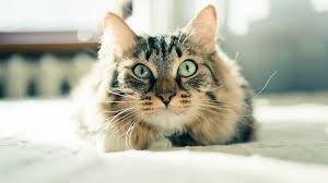Yavru Kedi Ya Da Buyuk Kedi Ismini Nasil Ogrenir Hayvanlar Nasil