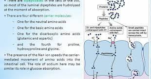 Pin By Ali Ramadan On Chemistry In 2021 Basement Membrane Hydrolyzed Protein Molecules