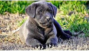 Maybe you would like to learn more about one of these? Get Champagne Lab Puppies Texas Photography Pets House