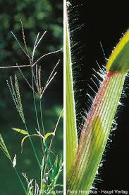 Image result for Digitaria angolensis