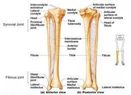 Tibia Fibula Human Skeleton Anatomy Human Body Anatomy Anatomy Models Labeled