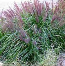 Buy enough purple fountain grass seeds to allow enough purple fountain grass seed per square inch of planting area or seedling pot. Black Fountain Grass Pennisetum Alopecuroides Moudry Canada